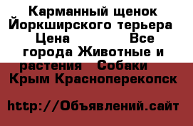Карманный щенок Йоркширского терьера › Цена ­ 30 000 - Все города Животные и растения » Собаки   . Крым,Красноперекопск
